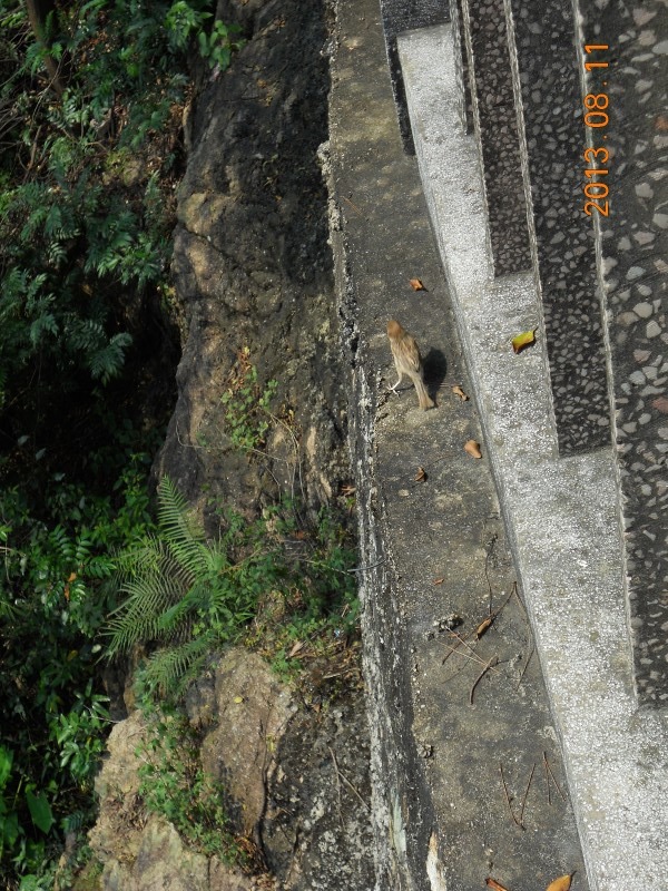 芙蓉王子山游记