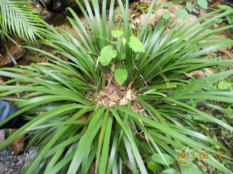 芙蓉王子山游记