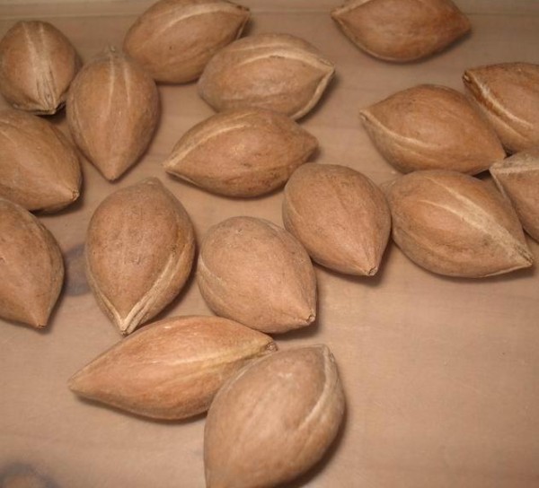 儿时玩的三角核