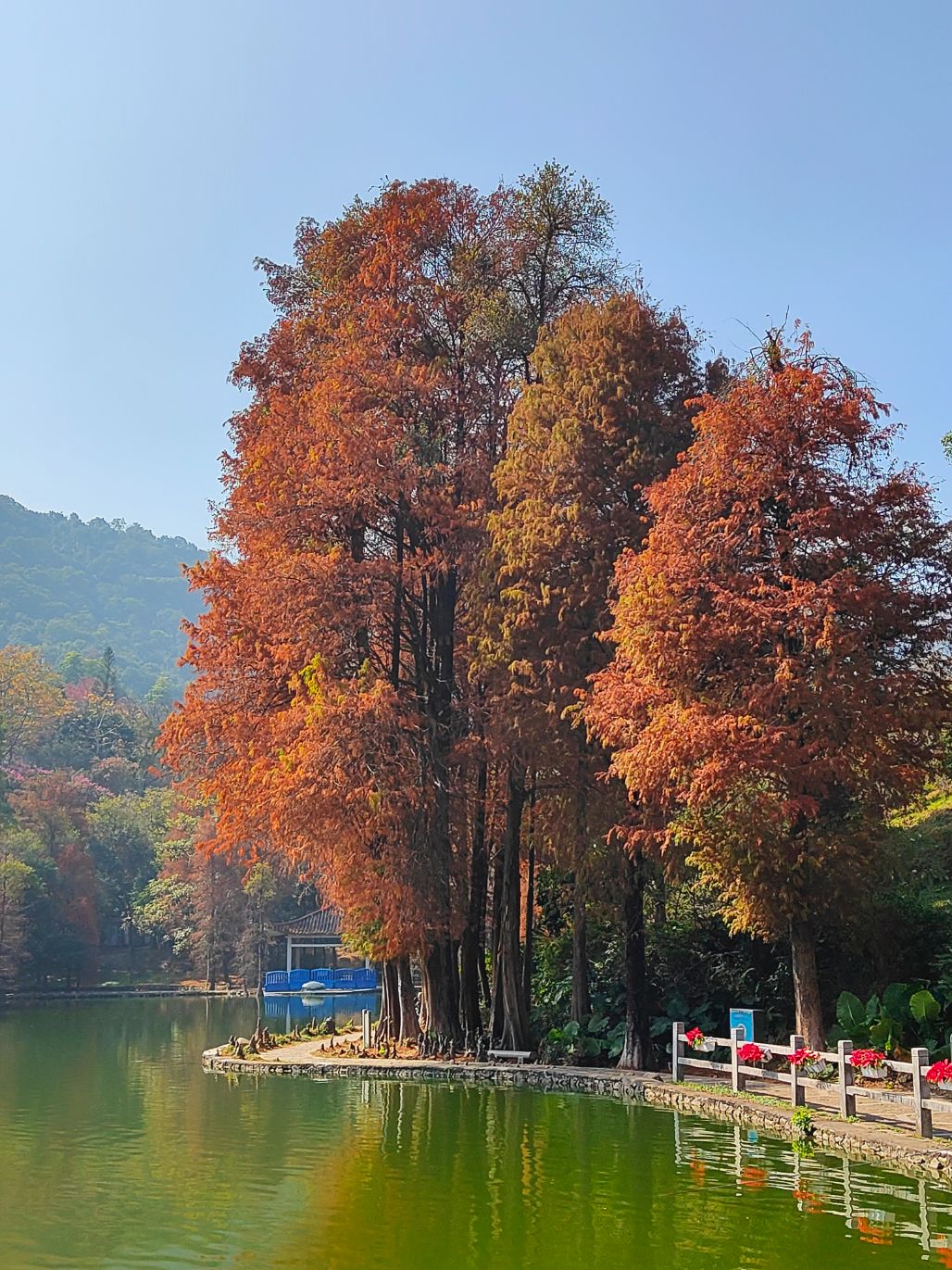 昭君网志： 20260124白云锦鲤