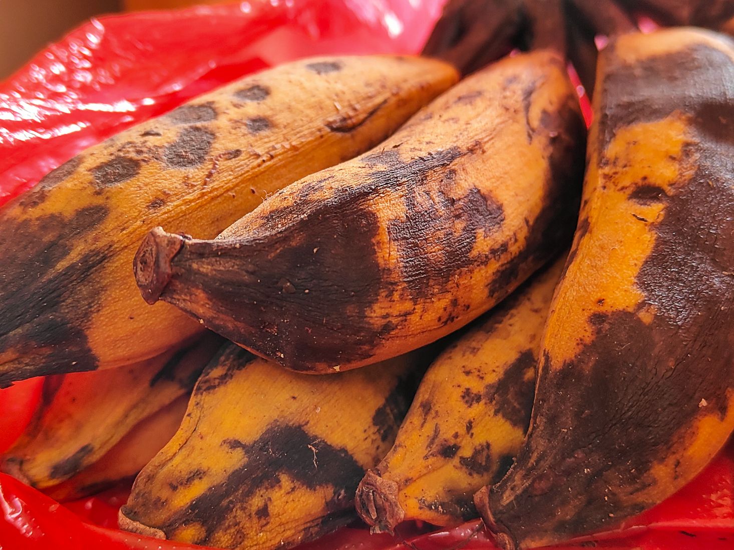 昭君网志： 20260220小芭蕉